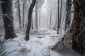 frozen forest with trees coated in a blanket of snow after blizzard