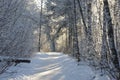 Frozen forest in winter morning Royalty Free Stock Photo