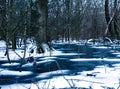 The Frozen Forrest Royalty Free Stock Photo