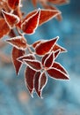 Frozen Forsythia with red leaves The first frosts, frost and hoarfrost. Early winter. Blurred background. Vertical crop Royalty Free Stock Photo