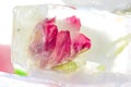 Frozen fresh flowers, air bubbles in an ice cube. Flower in ice