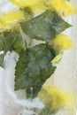 Frozen fresh flowers, air bubbles in an ice cube. Flower in ice