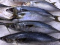 Frozen Fresh Saba Mackerel Fish