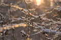 Frozen branches with berries in the snow at sunset Royalty Free Stock Photo