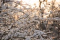 Frozen branches with berries in the snow at sunset Royalty Free Stock Photo