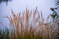 frozen frosty grass bents in late autumn with winter coming