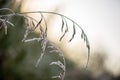 frozen frosty grass bents in late autumn with winter coming Royalty Free Stock Photo