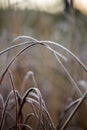 frozen frosty grass bents in late autumn with winter coming Royalty Free Stock Photo