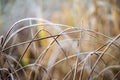 frozen frosty grass bents in late autumn with winter coming Royalty Free Stock Photo