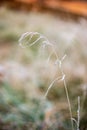 frozen frosty grass bents in late autumn with winter coming Royalty Free Stock Photo