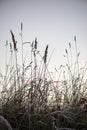 frozen frosty grass bents in late autumn with winter coming Royalty Free Stock Photo