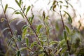 frozen frosty grass bents in late autumn with winter coming Royalty Free Stock Photo