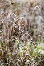 frozen frosty grass bents in late autumn with winter coming Royalty Free Stock Photo