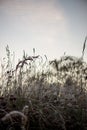 frozen frosty grass bents in late autumn with winter coming Royalty Free Stock Photo