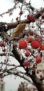 Frozen Fruit ice storm Royalty Free Stock Photo