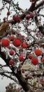 Frozen Fruit ice storm Royalty Free Stock Photo