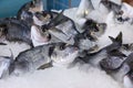 Frozen gilt-head sea bream or Sparus aurata on ice on the counter at the fish market in Athens on April