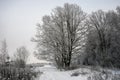 Frozen gloomy winter forest.The mighty oak,the branches of the trees covered with snow and frost Royalty Free Stock Photo