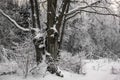 Frozen gloomy winter forest.The mighty oak,the branches of the trees covered with snow and frost Royalty Free Stock Photo