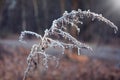 Frozen goldenrod