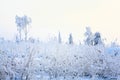 Frozen graass and snow landscape Royalty Free Stock Photo