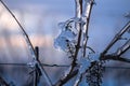 Frozen Grape in Snowy Bliss: A Blue-Tinged Backdro