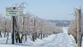 Frozen Grape Vines