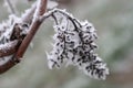 Frozen grapes