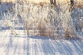 Frozen grass Royalty Free Stock Photo