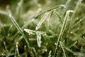 Frozen grass