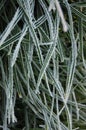 Frozen grass Royalty Free Stock Photo