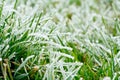 Frozen grass