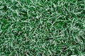 Frozen grass background Royalty Free Stock Photo