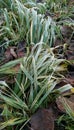 Frozen grass