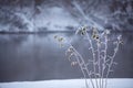 Frozen grass close up on a riverbank. Winter misty cloudy snowy Royalty Free Stock Photo