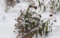 Frozen grass close up. Winter landscape, snow in nature. Flowers and snow overed dry grass, winter, flowers in the snow, plants, Royalty Free Stock Photo