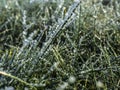 Frozen grass covered with ice crystals after frost Royalty Free Stock Photo