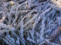 Frozen grass covered with ice crystals after frost Royalty Free Stock Photo