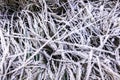 Frozen grass covered with ice crystals after frost Royalty Free Stock Photo