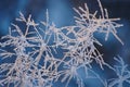 Frozen Grass Royalty Free Stock Photo