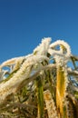 Frozen grass detail