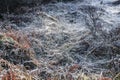 Frozen Grass and Ferns