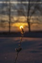 Frozen grass, frost on the background of the sunset. Close-up, winter time. Royalty Free Stock Photo