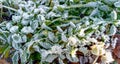 Frozen grass and leaves closeup. Hoar frost plants