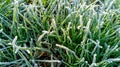 Frozen grass and leaves closeup. Hoar frost plants