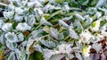 Frozen grass and leaves closeup. Hoar frost plants