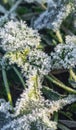 Frozen grass and leaves closeup. Hoar frost plants Royalty Free Stock Photo