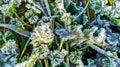 Frozen grass and leaves closeup. Hoar frost plants