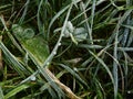 Frozen grass leaves in late autumn