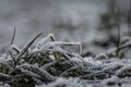 Frozen grass on a winter morning: Frost macro photography, ice fractal formations over plants.